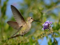 Hummer15.jpg