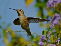 Hummer5.jpg