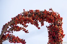 DSC_7344.jpg