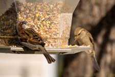 DSC_7345.jpg