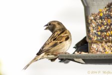 DSC_7352.jpg