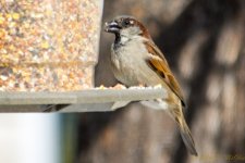 DSC_7354.jpg