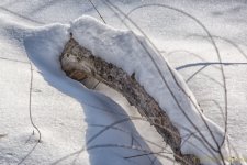 DSC_7365-Edit.jpg