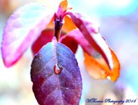 Leaf after rain.jpg