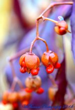 Bush Seed Pods.jpg