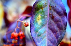 Purple Leaf with Raindrop.jpg