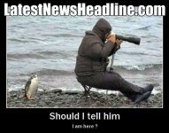 pinguin.jpg