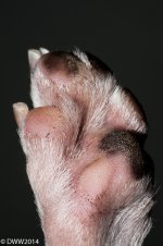 Hind Paw (1 of 1).jpg