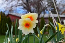 Flowers April 20, 2013 038A.jpg