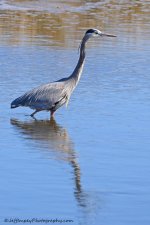 DSC_0316.jpg