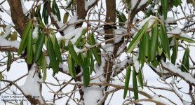 044 Rhododendron-140213_01.jpg