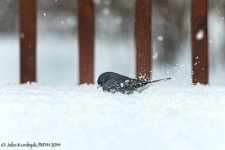 20140213-_D807399-Edit.jpg