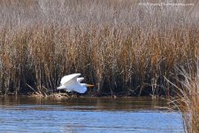 DSC_0333.jpg