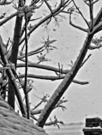 snow bw.jpg
