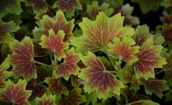 Leaves.jpg