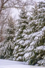 DSC_7384-Edit.jpg