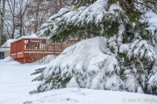 DSC_7388-Edit.jpg