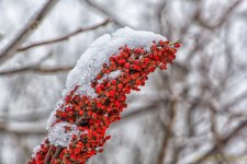 DSC_7395-Edit.jpg