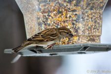 DSC_7398.jpg
