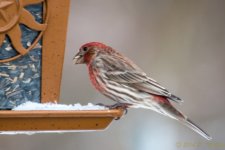 DSC_7399.jpg