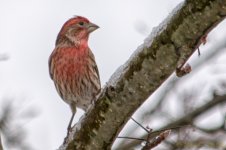 DSC_7412-Edit.jpg