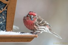 DSC_7416.jpg
