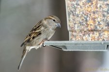 DSC_7421.jpg
