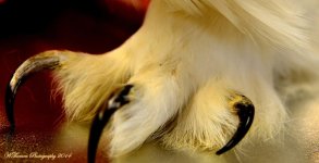 Owl Foot.jpg