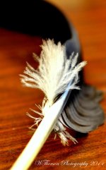 Feather.jpg