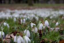 snow drops.jpg