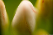 SHM_9788.jpg