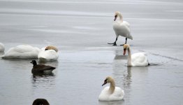 DSC_2115.jpg