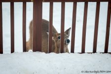 20140215-_D623432.jpg
