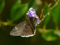 Butterfly.jpg