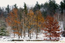 DSC_7426-Edit.jpg