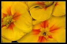 lillies-2.jpg