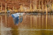 Heron-1.jpg Heron-1.jpg