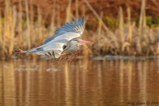 Heron-2.jpg Heron-2.jpg