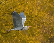 Heron-3.jpg Heron-3.jpg