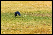 Day47Crow.jpg