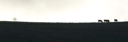 DSC_4387.jpg