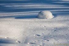 DSC_7450-Edit.jpg