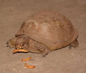 Turtle.jpg