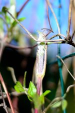 Bud coming.jpg