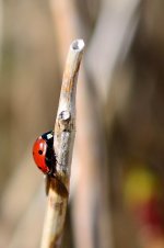 Ladybird3.jpg