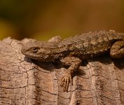 Lizard2.jpg
