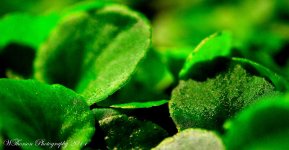Green Plant 2-16-2014.jpg