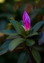 Nikonites-47-1.jpg