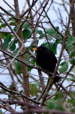 Blackbird feb.jpg