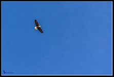 Day48Eagle.jpg